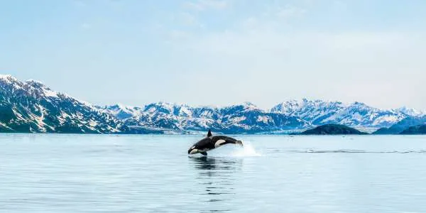 7-Day Holland America Alaska Cruise - $99 Deposit — Alaska