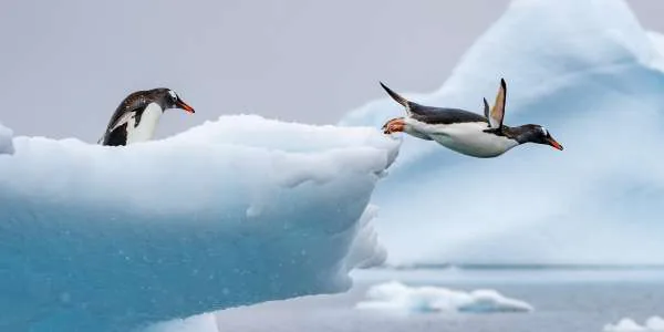 11-Day Antarctica Expedition Voyage w/ Zodiac Cruises — Nordics & Arctic