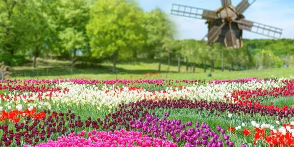 Air & 9-Day Rhine Tulip Cruise w/ Bonus Pkgs — Central Europe