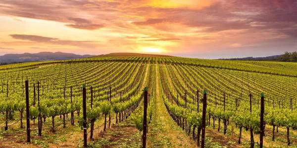 2-Nt Napa Valley Marriott Hotel & Spa — USA