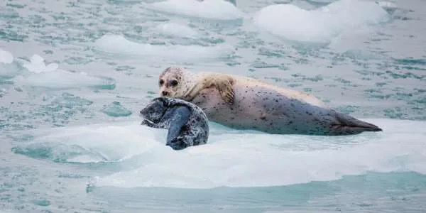 13-Nt Alaska Coastal Cruise — Alaska
